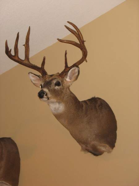 2010 Whitetail