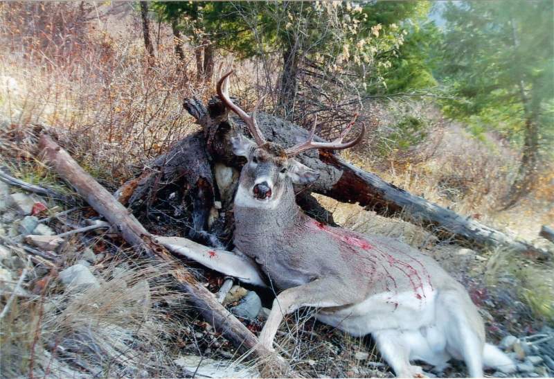 2010 whitetail