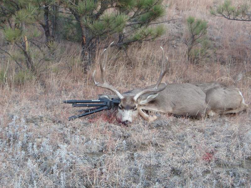 2011 deer 003