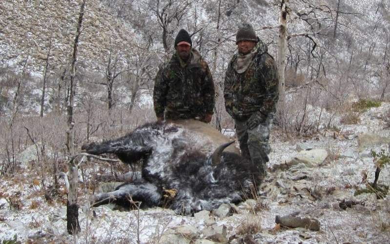 2011 Henry Mtn Bull. One of the toughest hunts out there. The head alone weighs 100lbs capped.