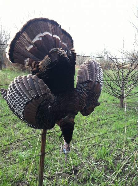 2011 KS turkey