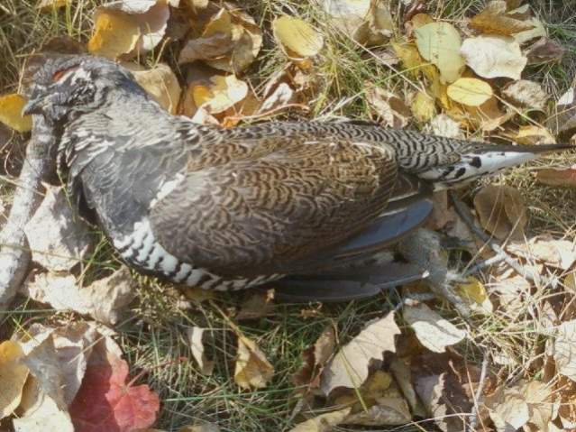 2011 Spruce Grouse