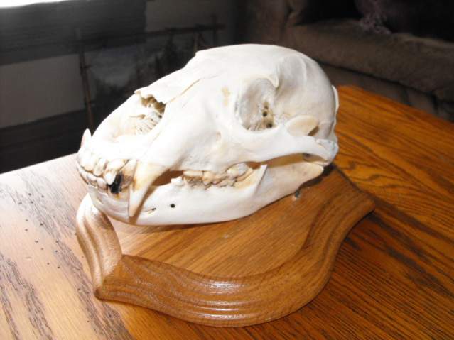 2012 bear skull