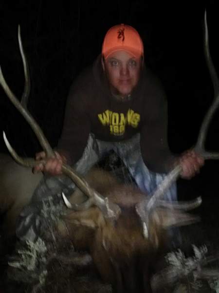 2012 Bull in CO.