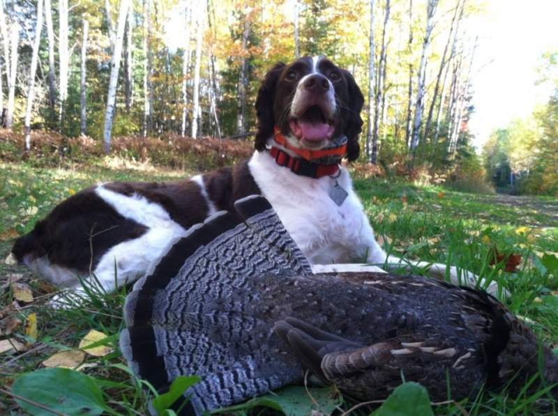 2013 Ruffed Grouse