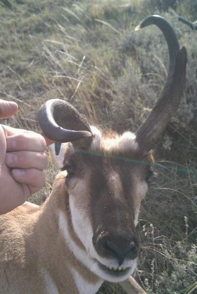 2014 Wyoming Antelope