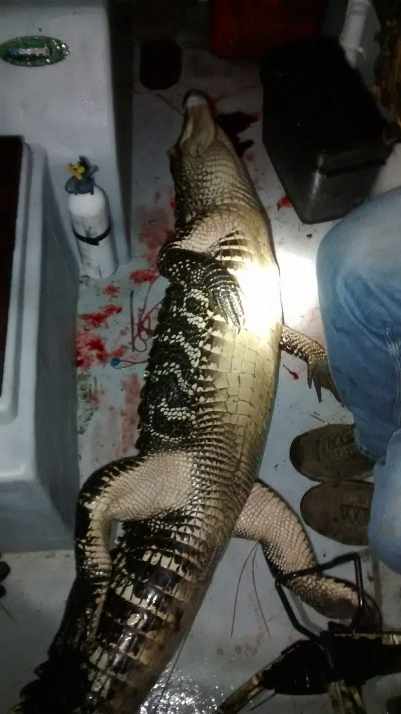 2015 9ft gator