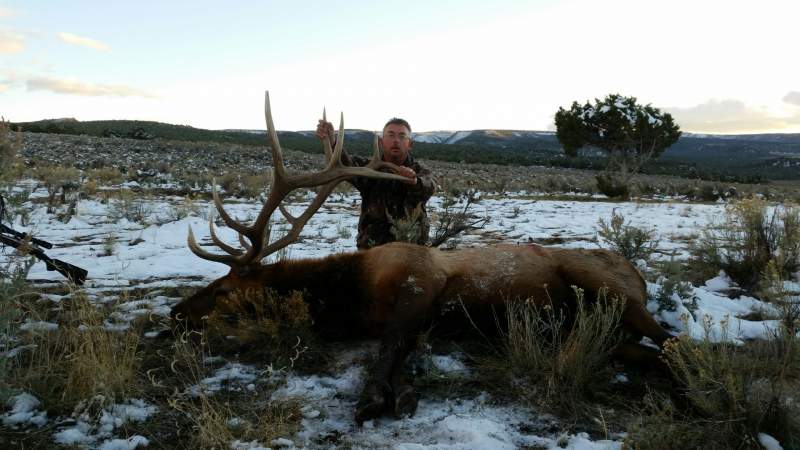 2015 Colorado bull