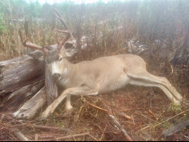 2018 Oregon Blacktail