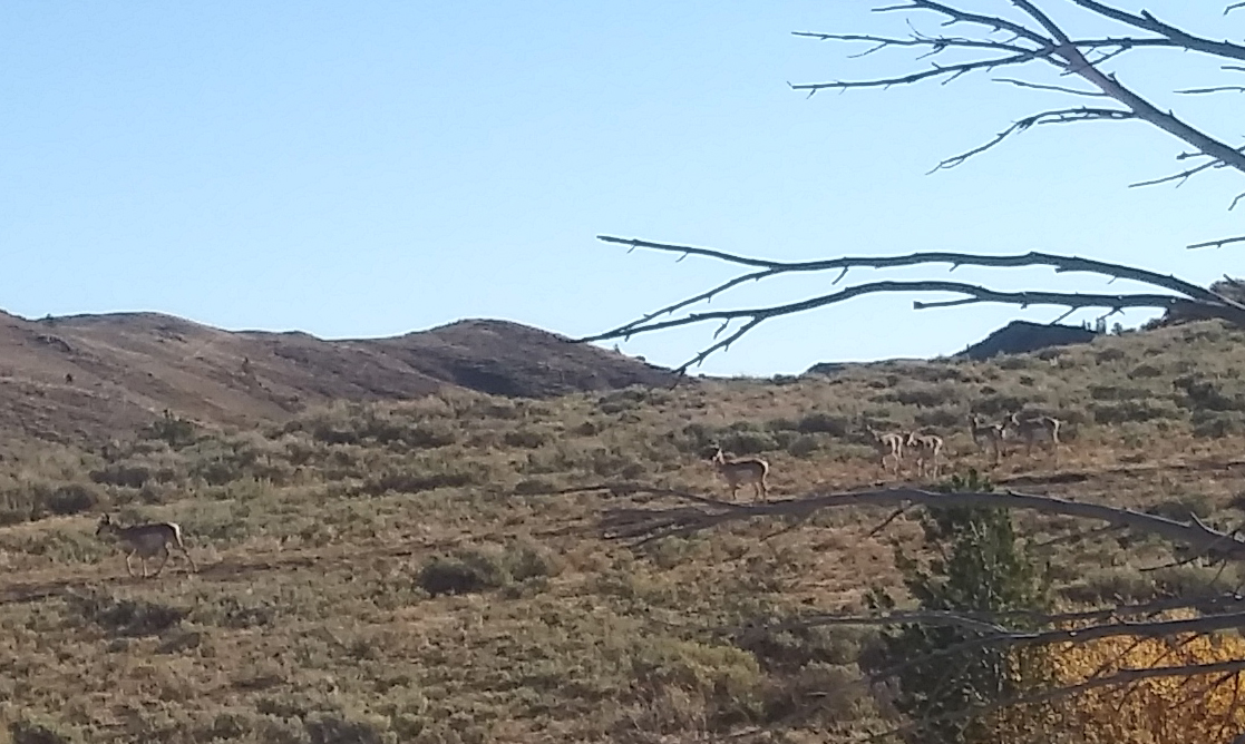 2020elkhunt_waterhole_antelope2.jpg