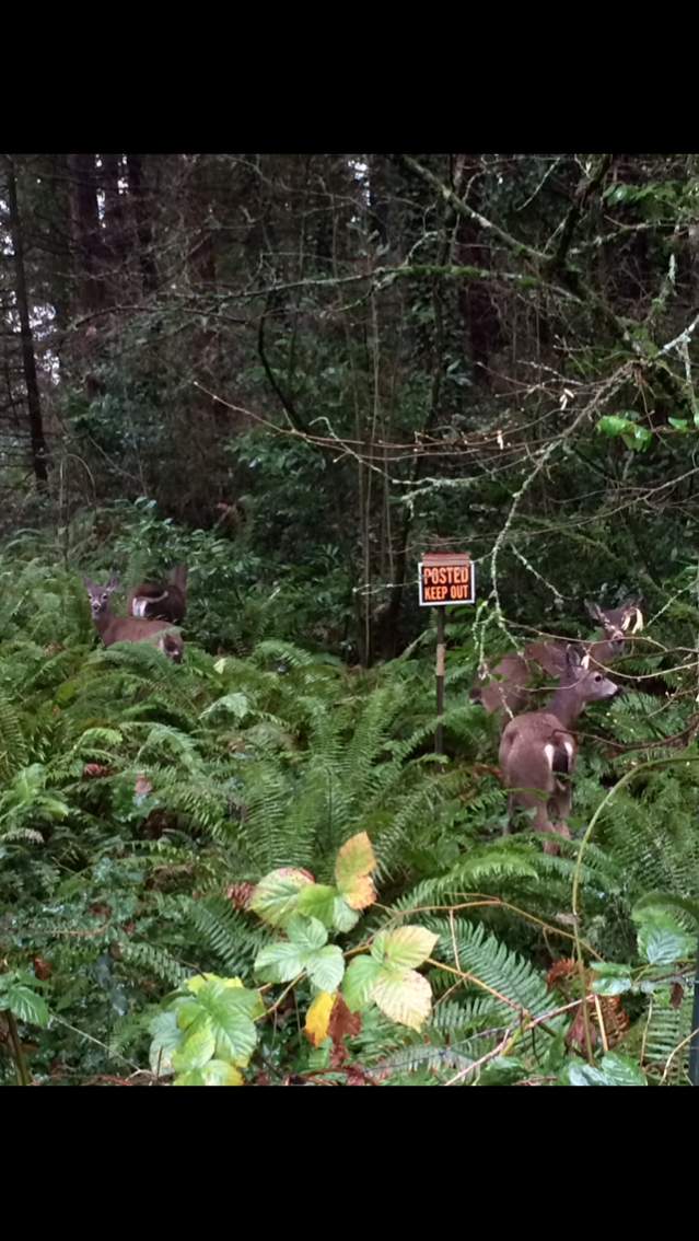 5 blacktail doe ! Pic taken with my cell phone