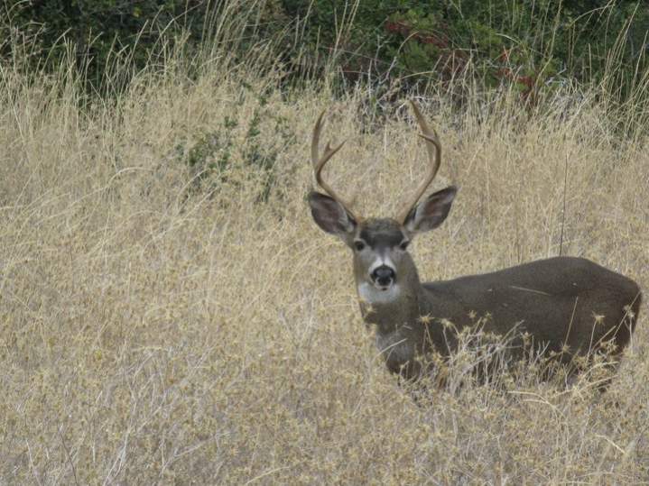a buck from work