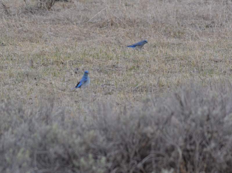 A couple of bright blue's