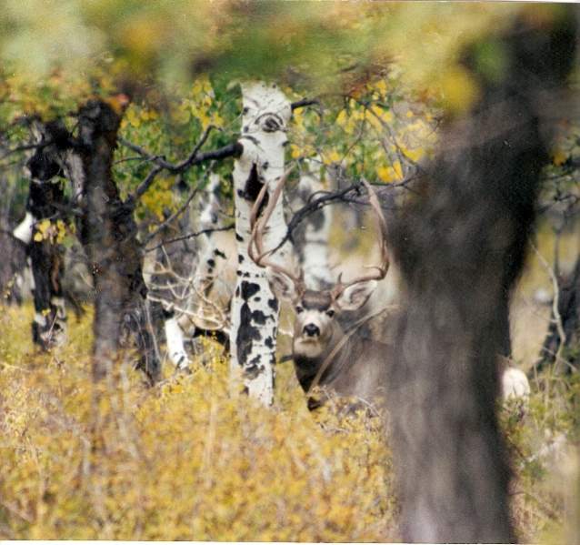 A great buck I got a pic of in the 90's between archery and first rifle