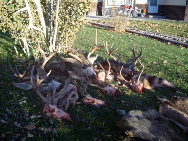 A pile of deer from 2008