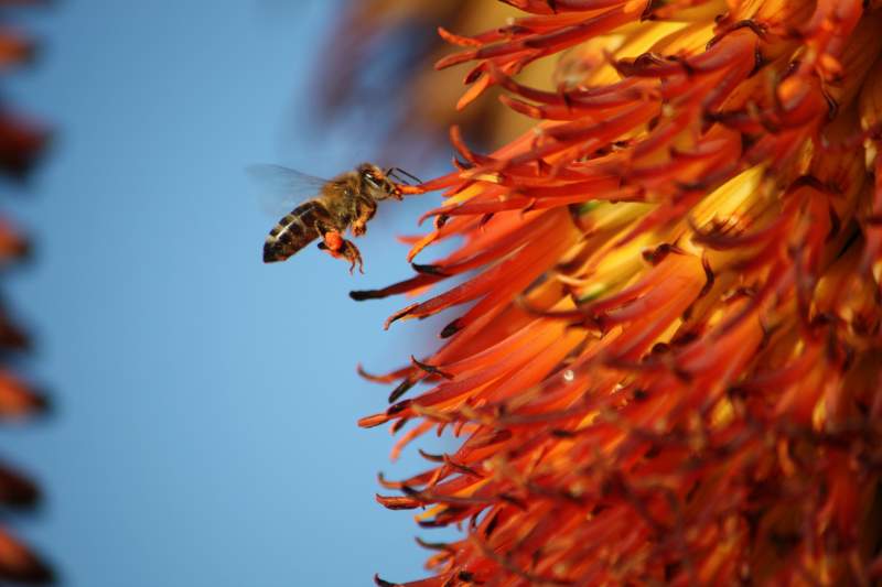 African Killer bee!