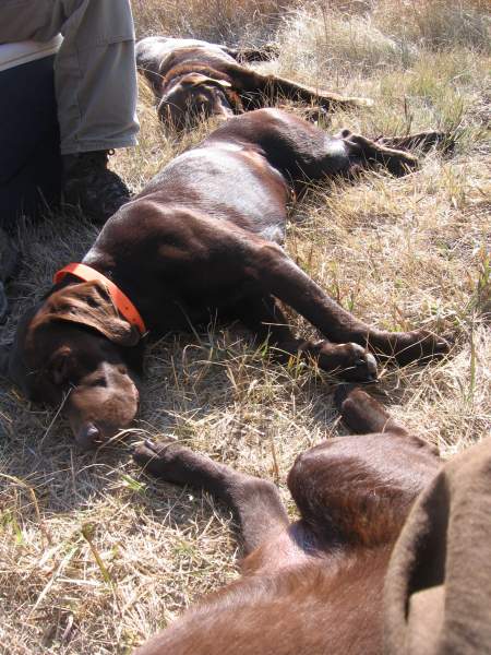 after the hunt nap time for the brown boys