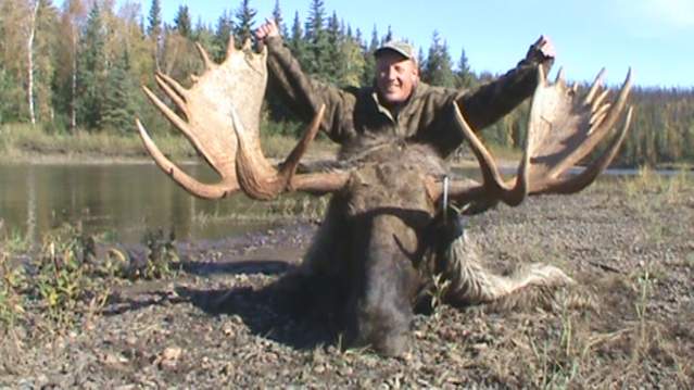 Alaska Moose