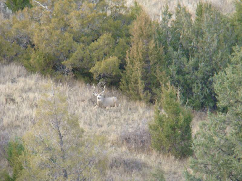 Another deer we saw during our hunt.  My dad got this photo.   He wasn't worried about us at all.