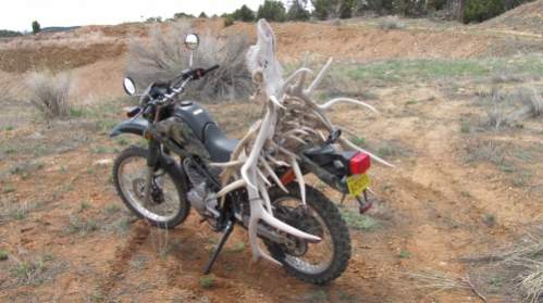 another view of the skull and antlers on my bike