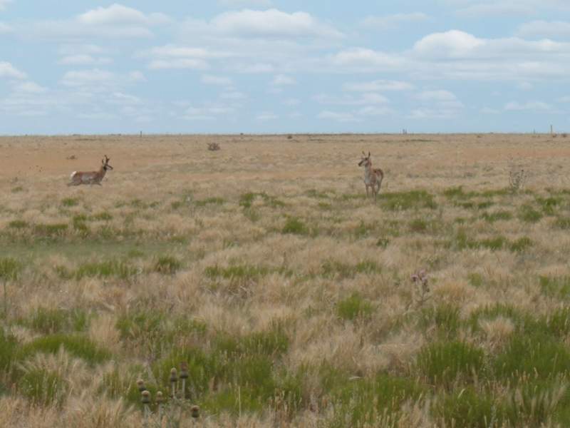 antelope buck and doe June '10