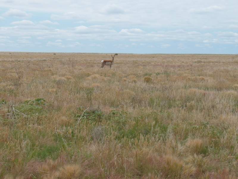 antelope buck June '10