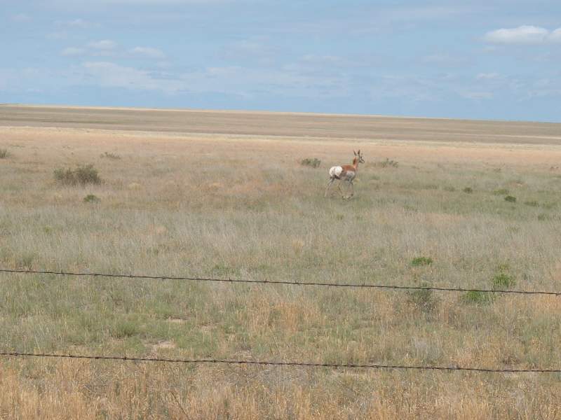 antelope doe June '10