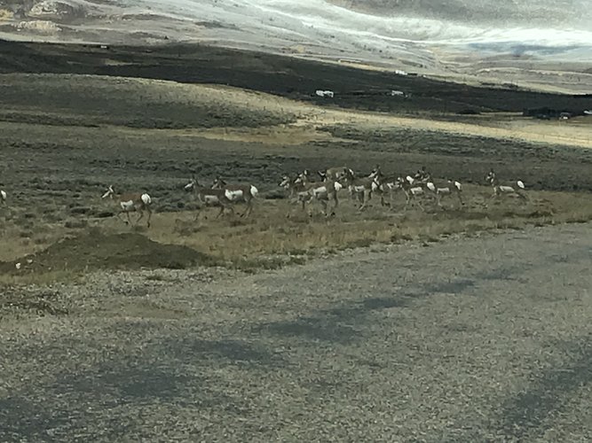 antelope_by_road_to_cabin.jpg