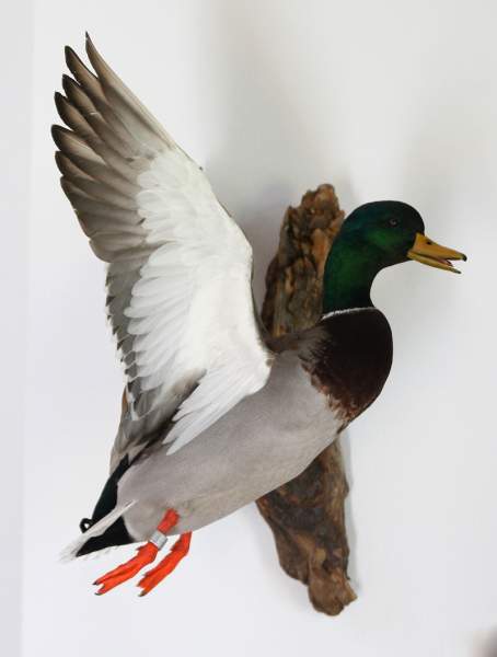 banded mallard