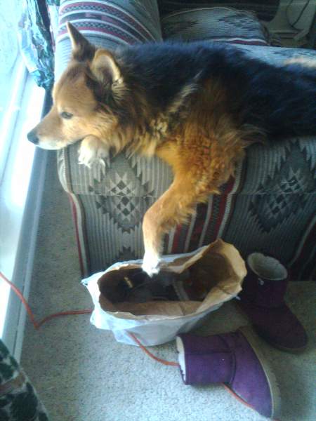 Bear Dog R.I.P. 1994-2010