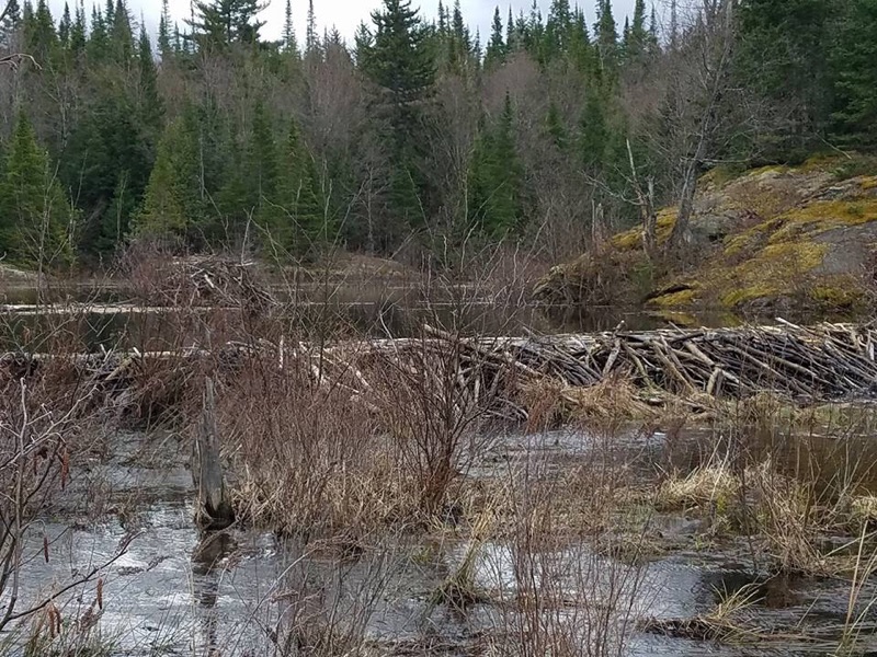 beaverpond2