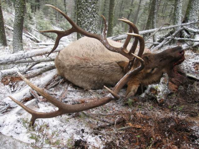 Big bull down!  I stalked this one in his bed north of Helena, Montana on November 13, 2008.