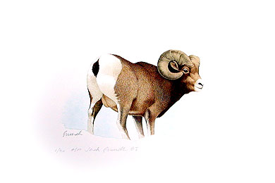 Big Horn Sheep