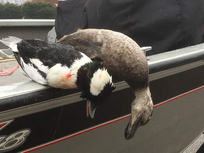 Big Lake3 hunt 11 12 17