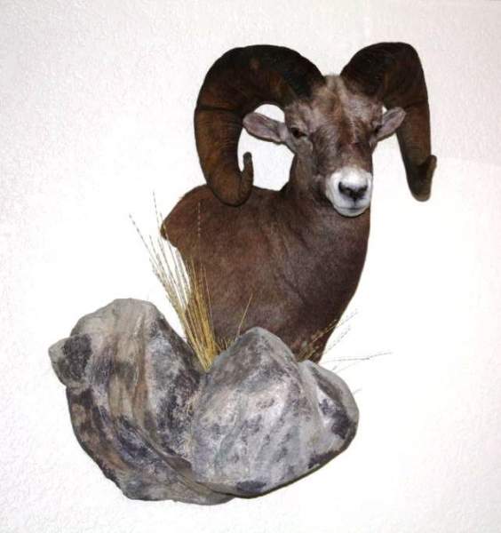 bighorn sheep mount 001a