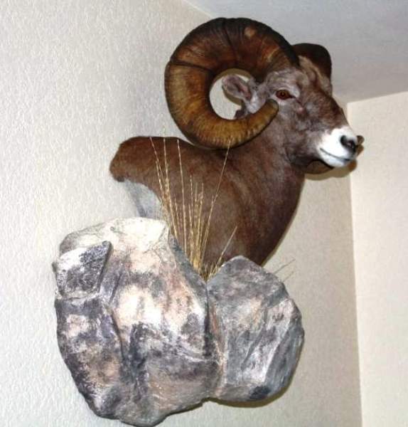 bighorn sheep mount 007