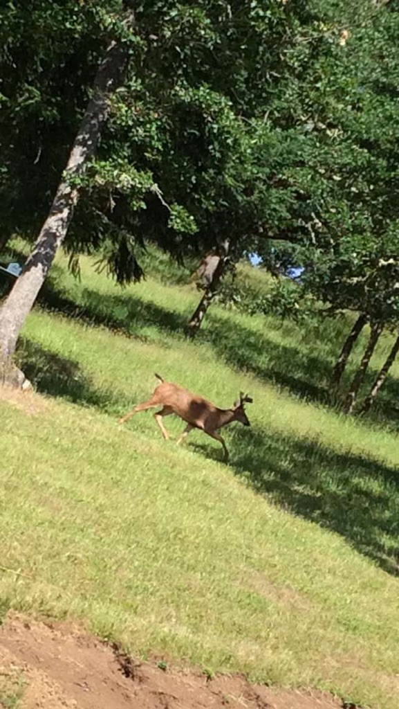 Blacktail buck June 2016 on country farmland pic taken with cellphone