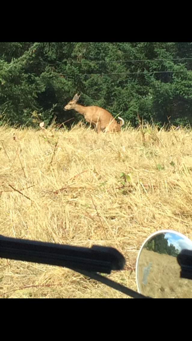 Blacktail doe dropping a Duce in front of my work truck