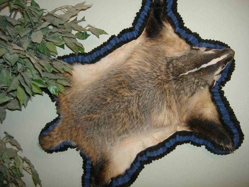 Bob the 42 pound badger. Shot at Grand Junction Regional Airport