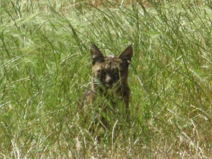 bobcat