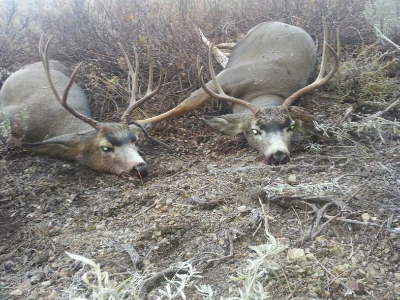 Buddy and I dropped these two Bucks side by side at 280yd.