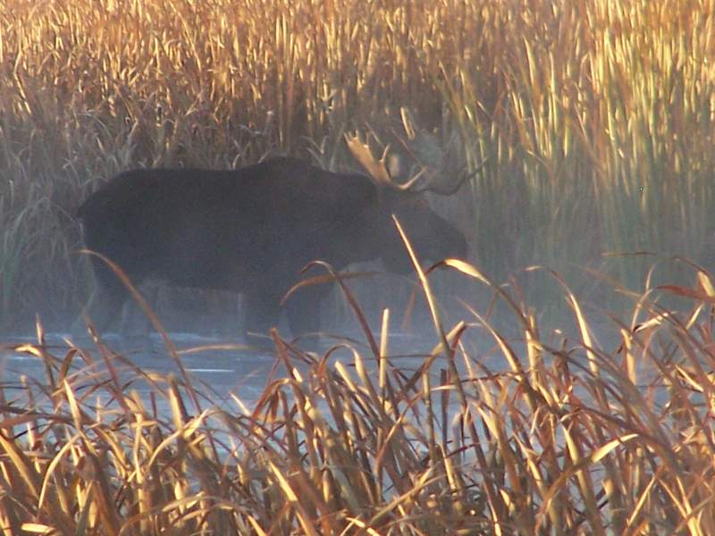 Bull moose.. Took this picture on my way to work..