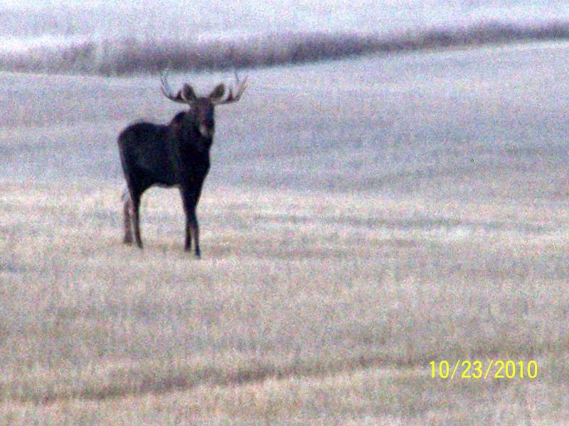 Bull Moose with the two cows and calf