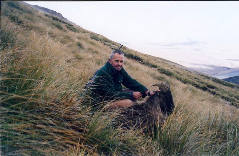 Bull Tahr in the Spring time