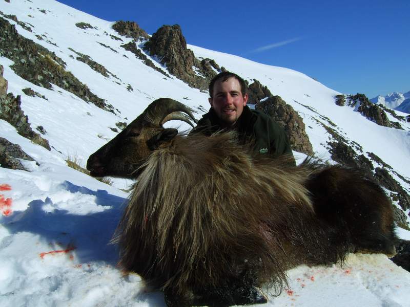 Bull Tahr