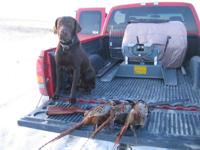 Buster posing with his birds