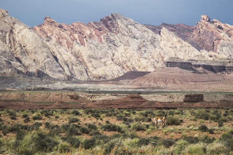 ©Robert Snow - Utah Pronghorn