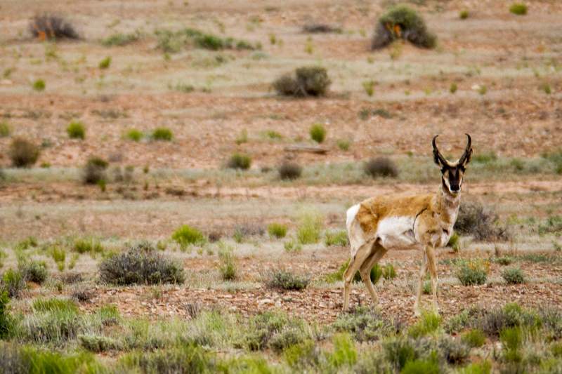 ©Robert Snow- Utah Pronghorn