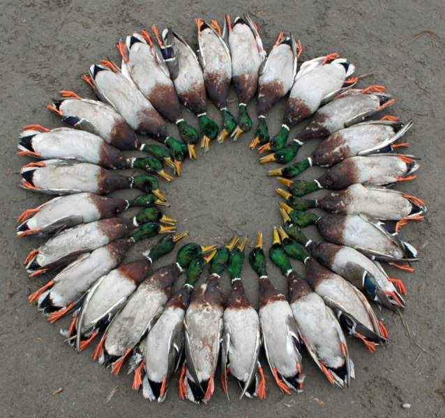 Circle o Mallards