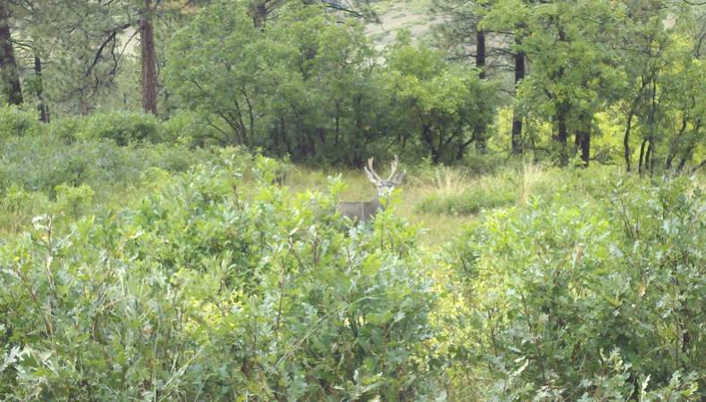 CO buck closer